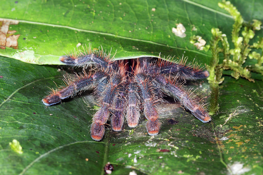 Pink Toed Tarantula Photograph by Dr Morley Read