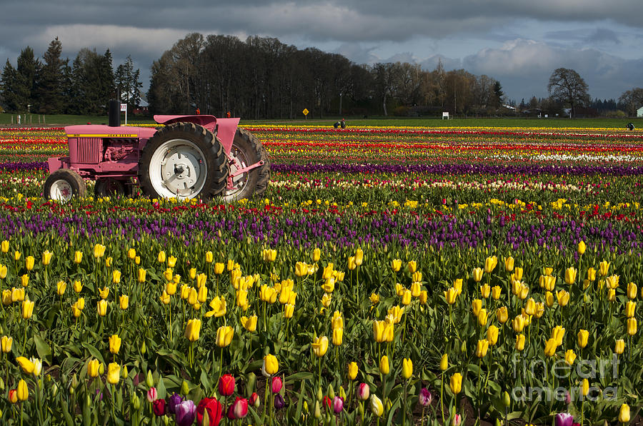 Pink Tractor Photograph by M J - Fine Art America