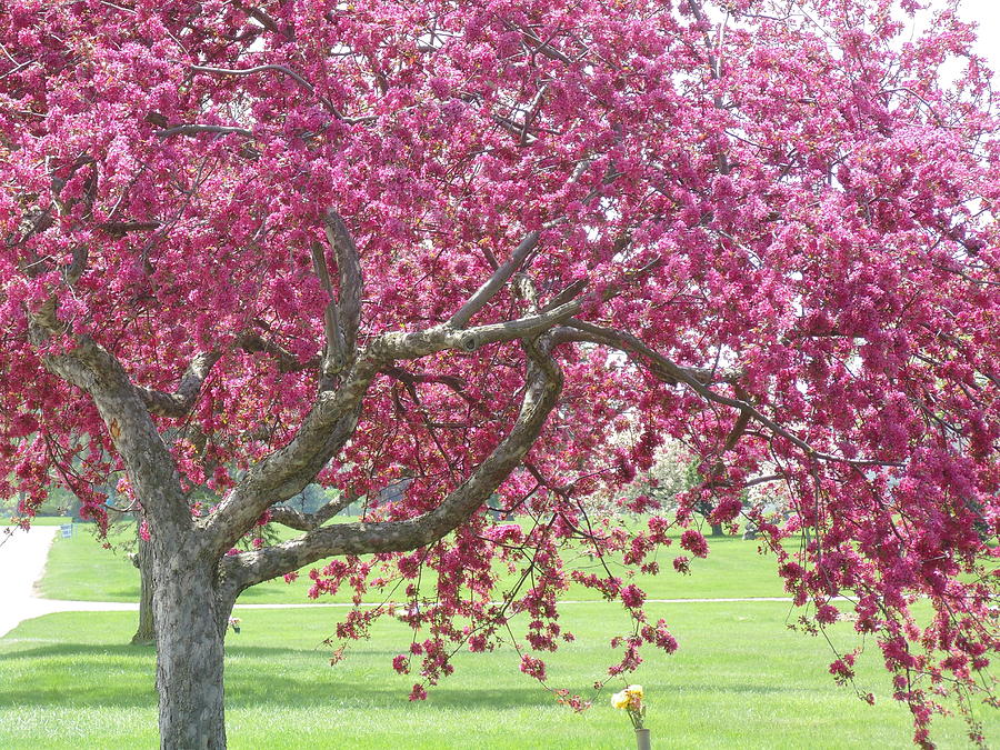 Pink Tree Photograph by Dotti Hannum - Fine Art America