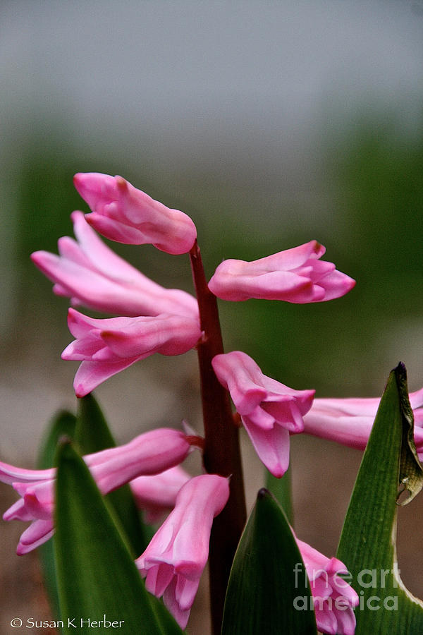 Pink Trumpets #1 Photograph by Susan Herber