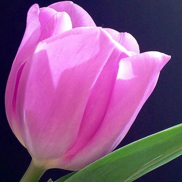 Tulip Photograph - Pink tulip #1 by Anastasia  Goryacheva