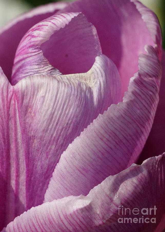 Pink Tulip Calyx 6 #2 Photograph by Rudi Prott