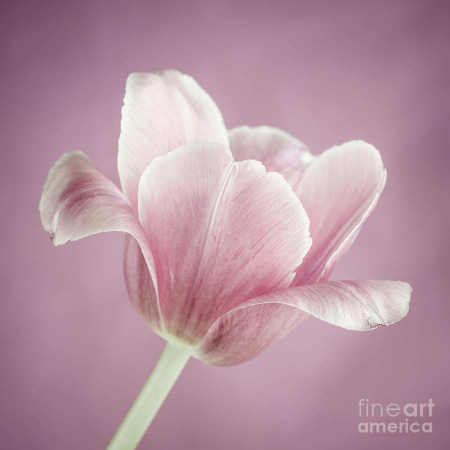 Pink tulip 1 Photograph by Elena Elisseeva