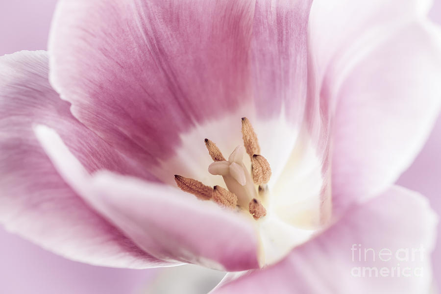 Tulip Photograph - Pink tulip macro by Elena Elisseeva