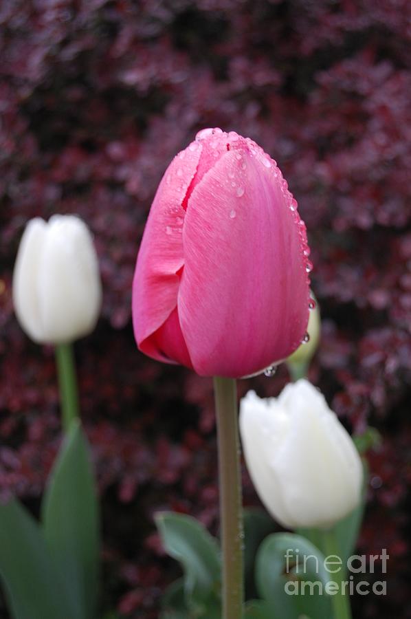 Pink Tulip  #1 Photograph by Patty Vicknair