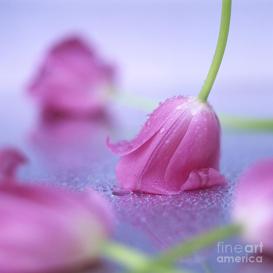 Pink tulips #1 Photograph by Bernard Jaubert