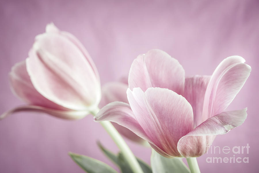 Pink tulips 1 Photograph by Elena Elisseeva