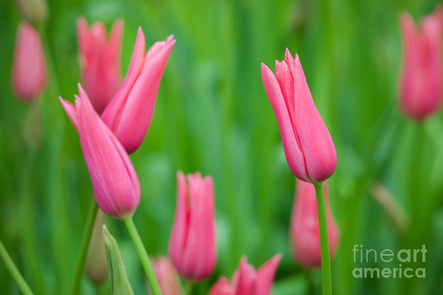 Pink Tulips by Katka Pruskova Pink Tulips by Katka Pruskova