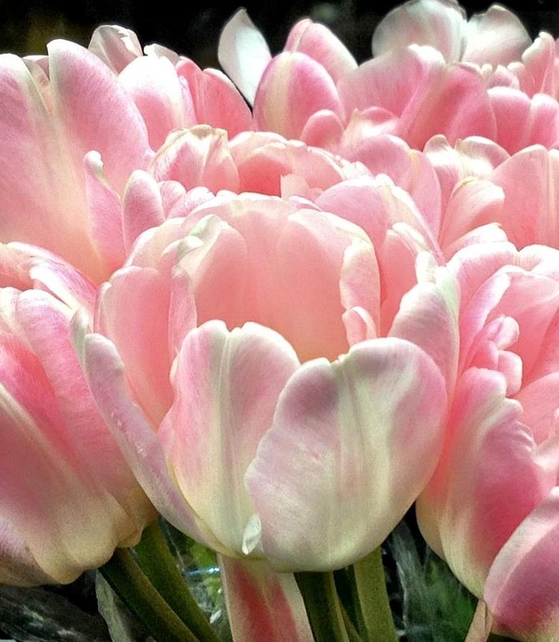 Flower Photograph - Pink tulips #1 by Michele Monk