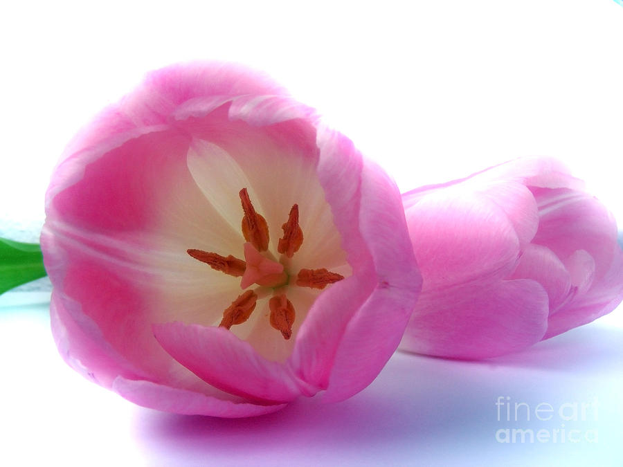 Pink Tulips Close Up And Personal Photograph by Nina Ficur Feenan