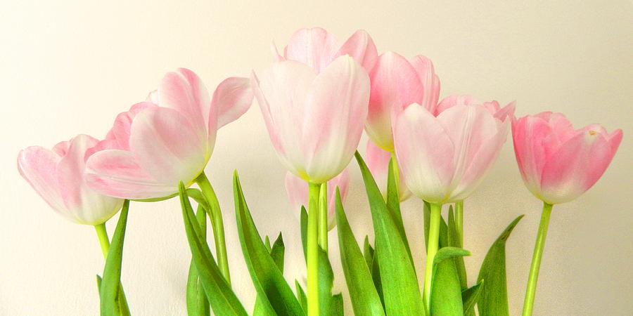 Tulip Photograph - Pink Tulips #1 by Sharon Lisa Clarke