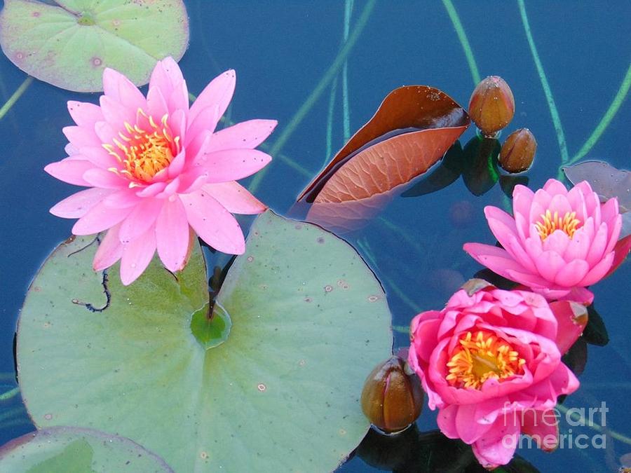 Claude Monet Photograph - Pink Water Lilies #1 by Charlotte Gray
