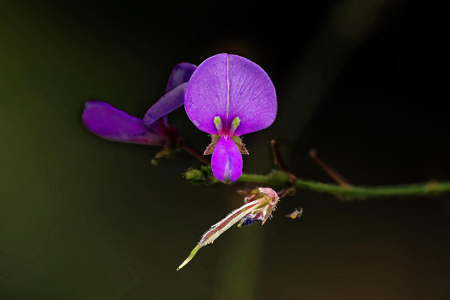 Pink Weed Bloom #1 Photograph by Michael Whitaker