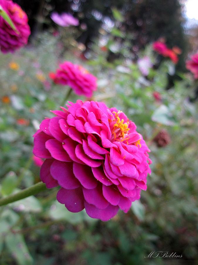 Pink Zinnias Photograph by MTBobbins Photography