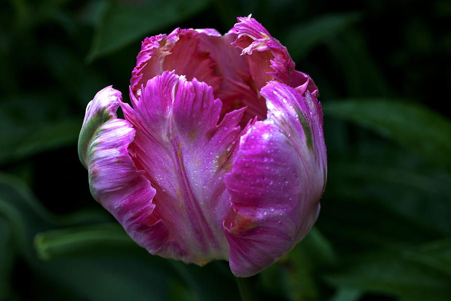 Tulip Photograph - Pinklette by Doug Norkum