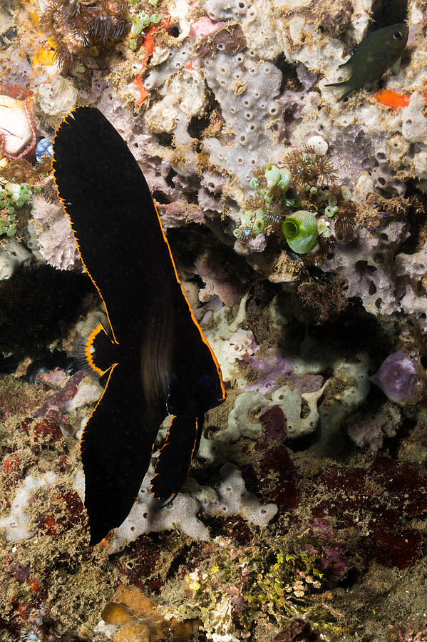 Pinnate Spadefish #1 Photograph by Andrew J. Martinez