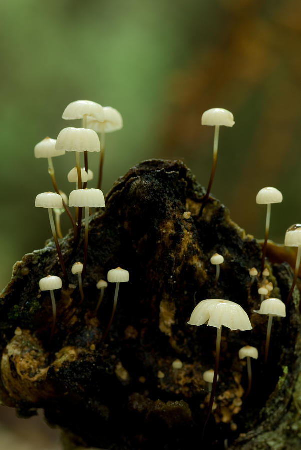 Pinwheel Mushrooms #1 Photograph by Paul Whitten