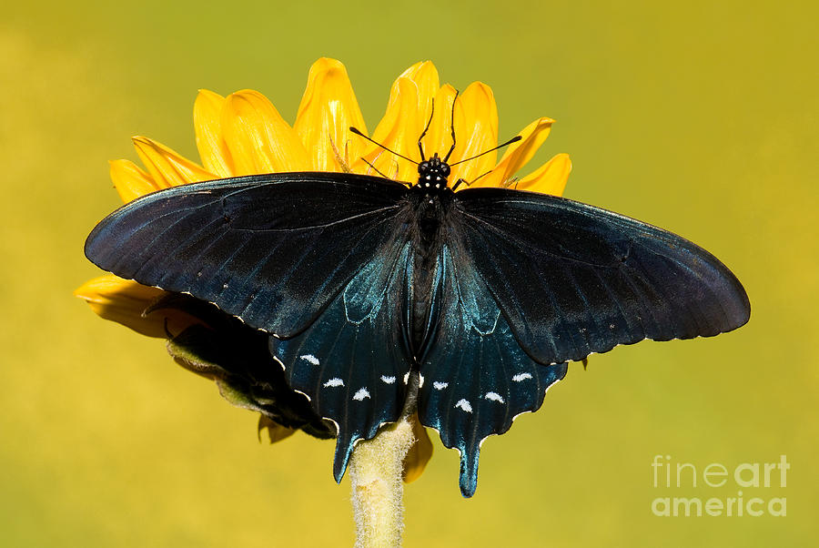 Pipevine Swallowtail Butterfly #1 Photograph by Millard H. Sharp