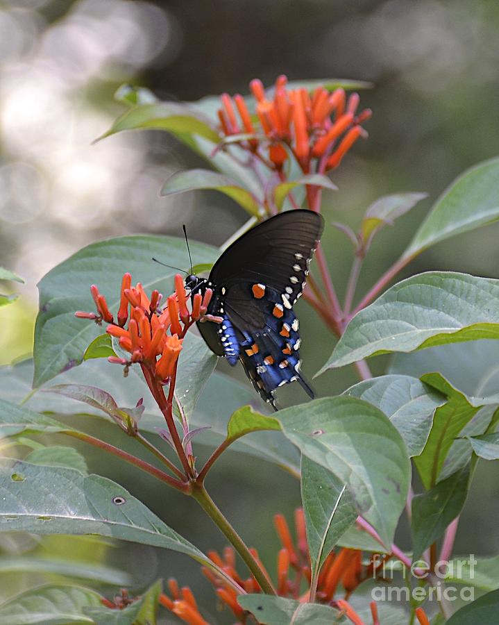 Pipevine Swallowtail II Photograph by Carol  Bradley