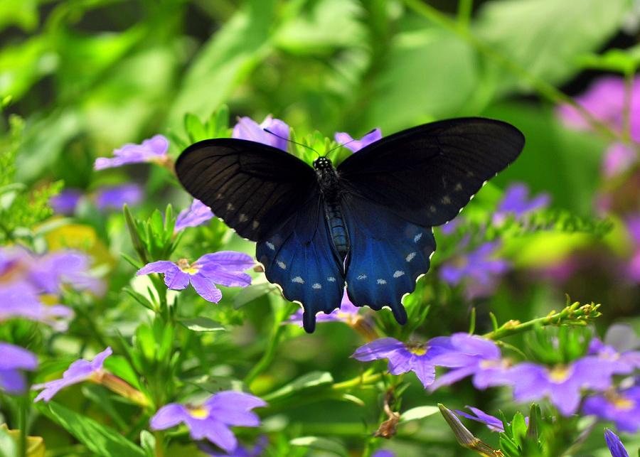 Butterfly Photograph - Pipevine  Swallowtail  #1 by Mike Quinn