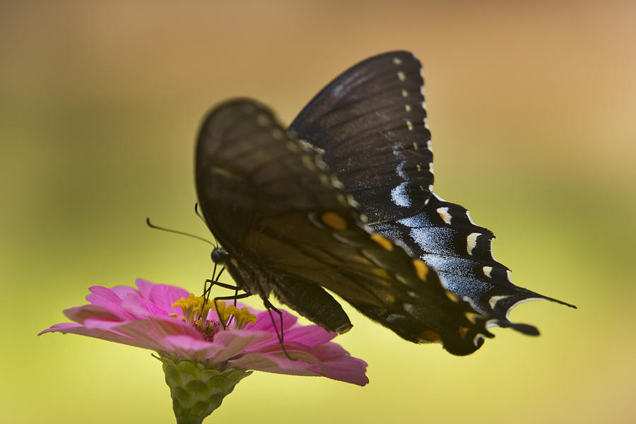 Pipevine Swallowtail #1 Photograph by Robert Camp