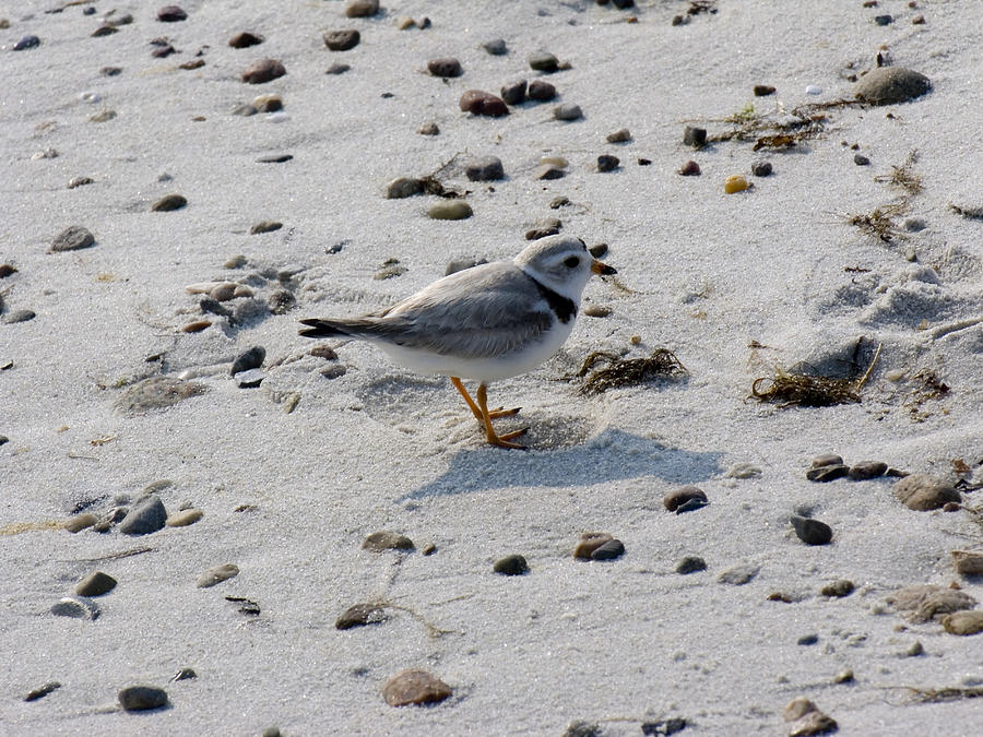 Piping Plover #1 Photograph by Eunice Harris
