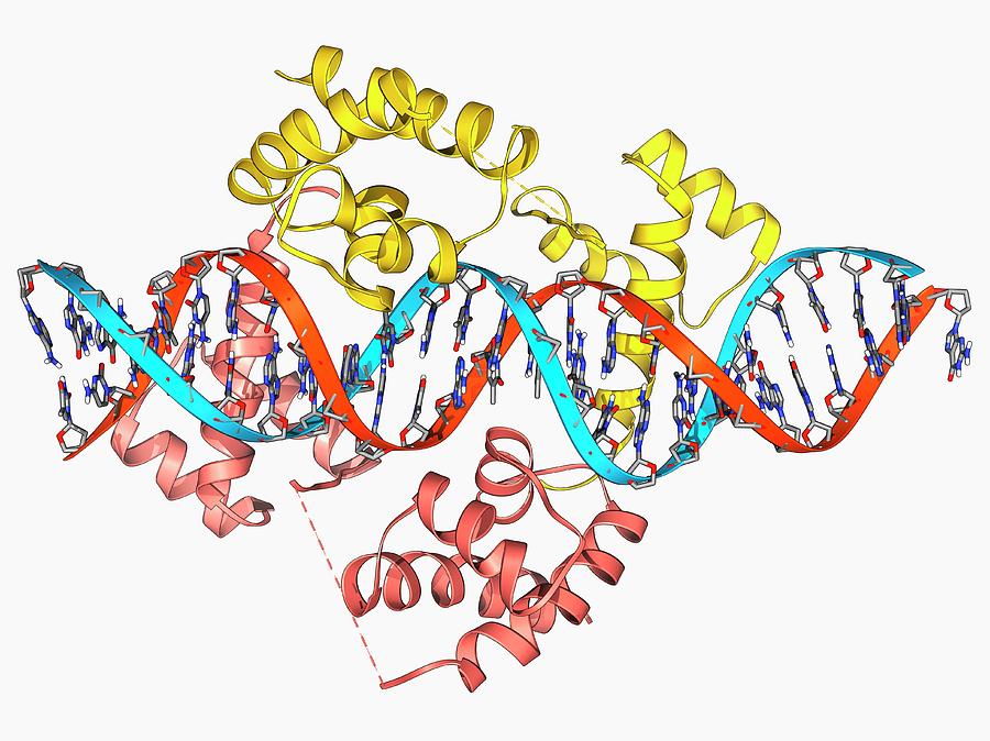 Pit-1 Transcription Factor Bound To Dna #1 Photograph by Laguna Design/science Photo Library