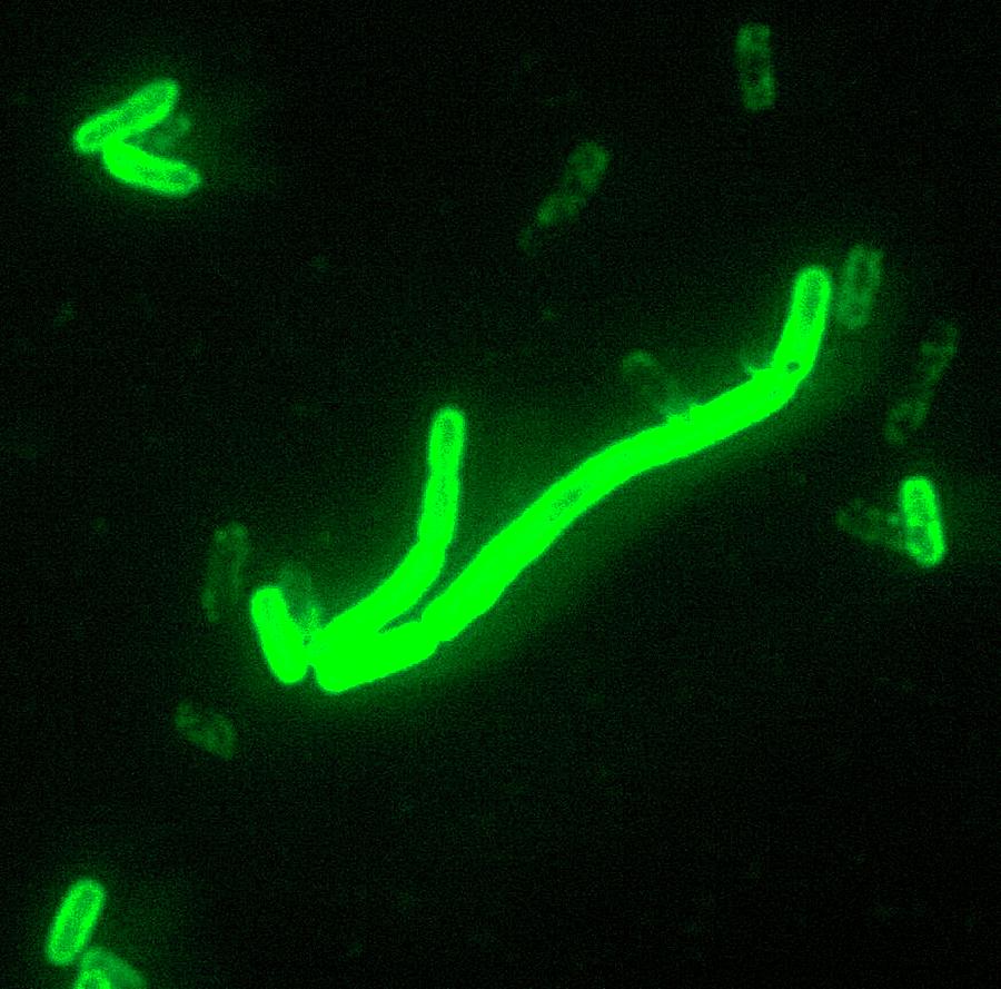 Plague Bacteria #1 Photograph by Cdc/science Photo Library - Pixels Merch