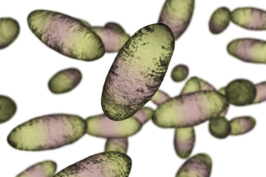 Illustration Photograph - Plague Bacteria Yersinia Pestis #1 by Kateryna Kon/science Photo Library