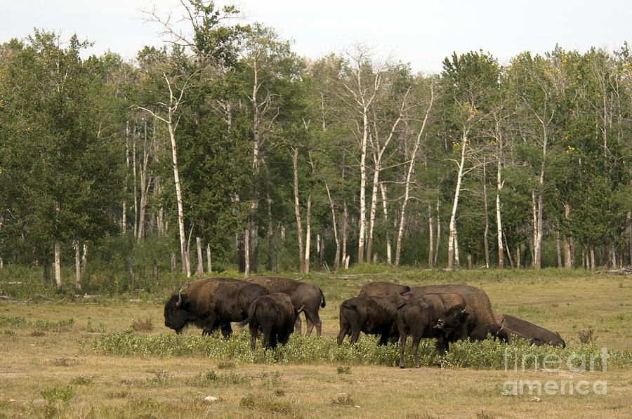 Plains Bison #1 Photograph by Mark Newman