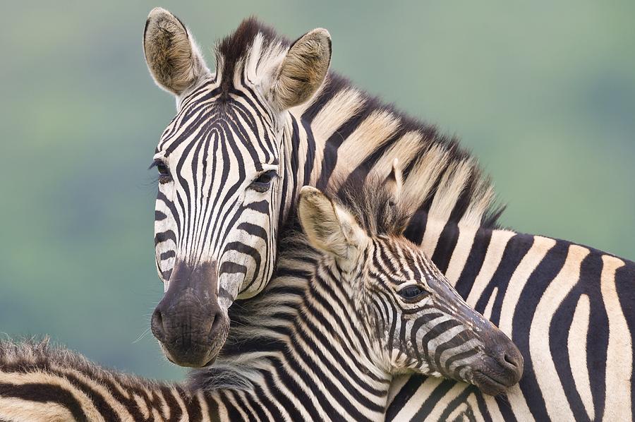 Plains zebra and foal #1 Photograph by Science Photo Library