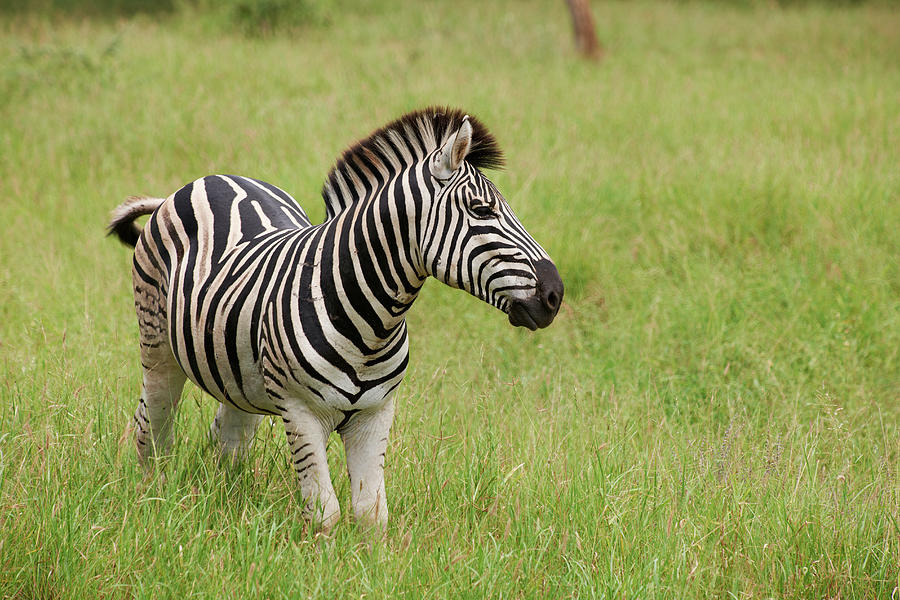 plains zebra plains zebra