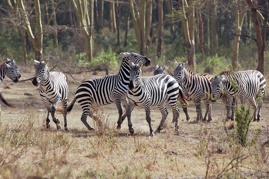 Plains Zebras #1 Photograph by John Devries/science Photo Library