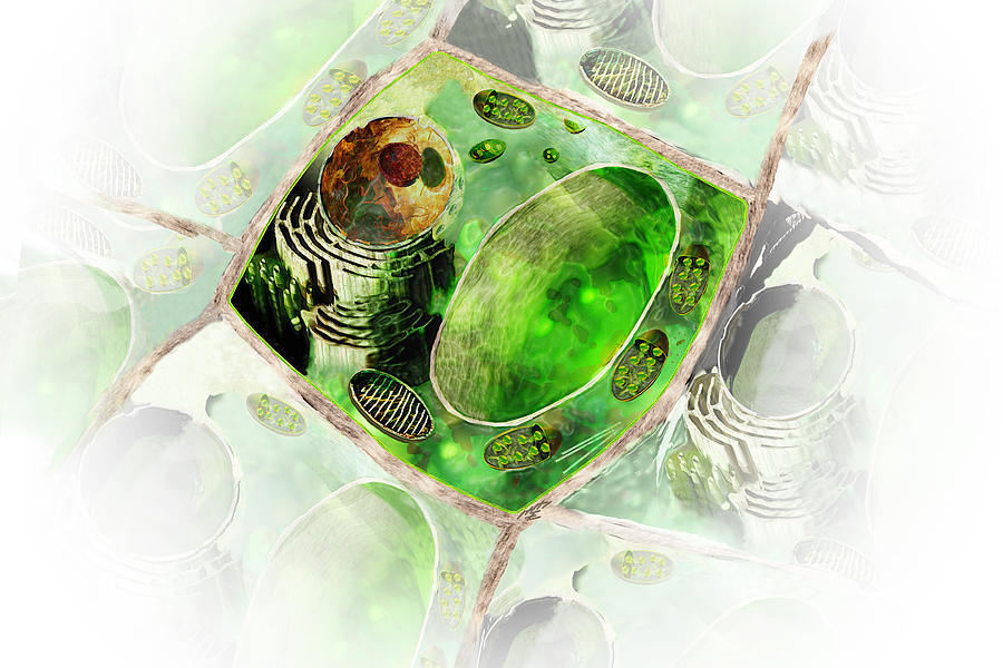 Plant Cell #2 Digital Art by Carol and Mike Werner