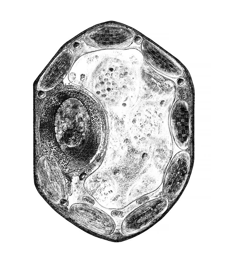 Black And White Photograph - Plant Cell #1 by Russell Kightley