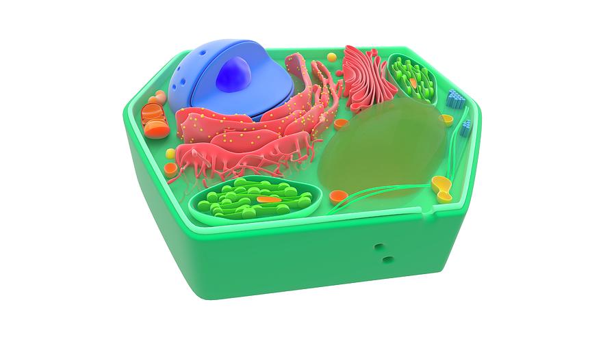 Plant Cell #1 Photograph by Science Photo Library