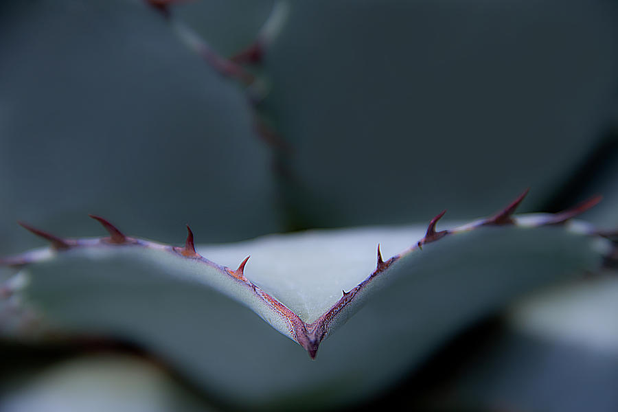 Plant #1 Photograph by Christine Sponchia