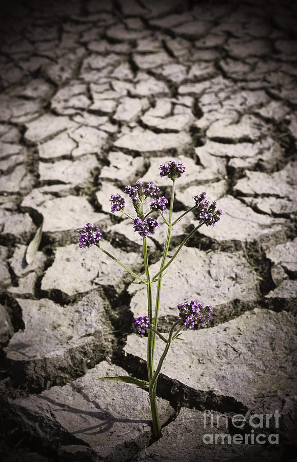 Plant growing through dirt crack during drought   #1 Photograph by Jorgo Photography