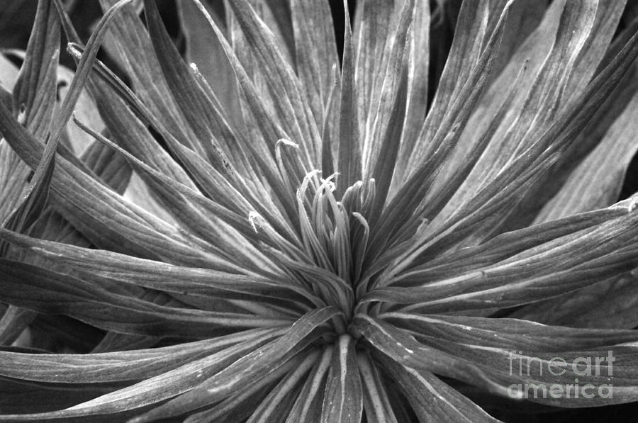 Black And White Photograph - Plant in Black and White #1 by Raphael Bruckner