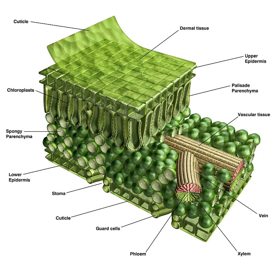 Plant Leaf Cross Section