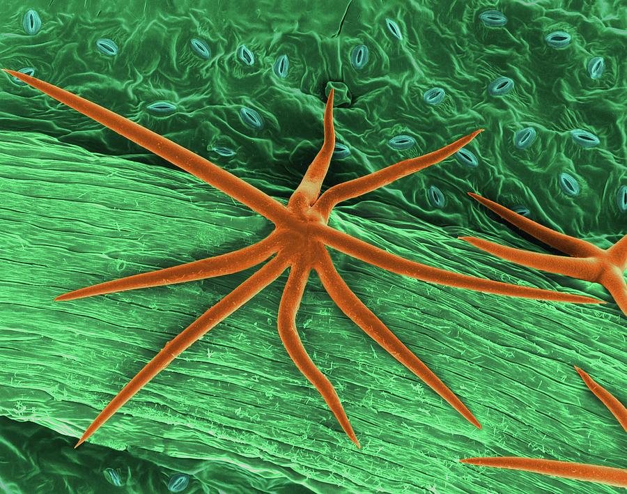 Leaf Surface Trichomes (salvia Divinorum) Photograph by Dennis Kunkel  Microscopy/science Photo Library - Fine Art America