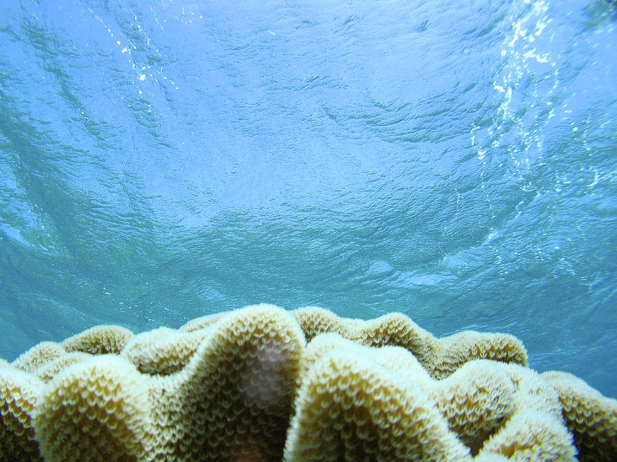 Plant Life Underwater In The Great Photograph by
