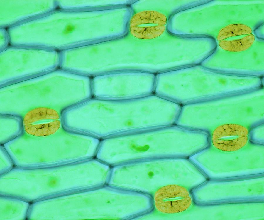 Nature Photograph - Plant Stomata #1 by Steve Gschmeissner/science Photo Library