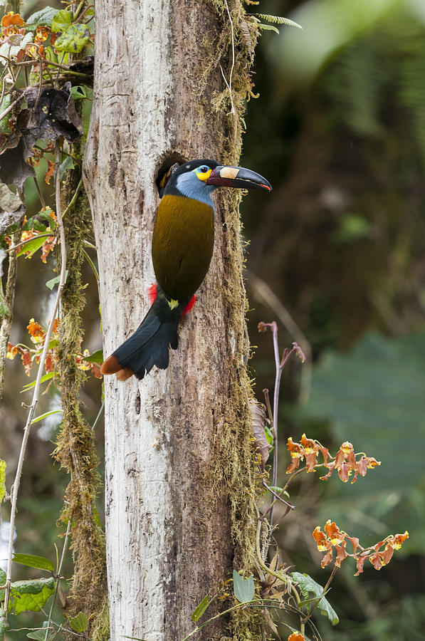 Plate-billed Mountain-toucan At Nest Photograph by Tui De Roy