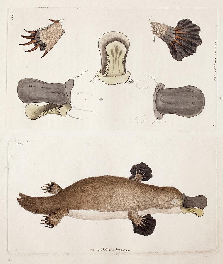 Platypus Anatomy (shaw) Photograph by Paul D Stewart - Pixels