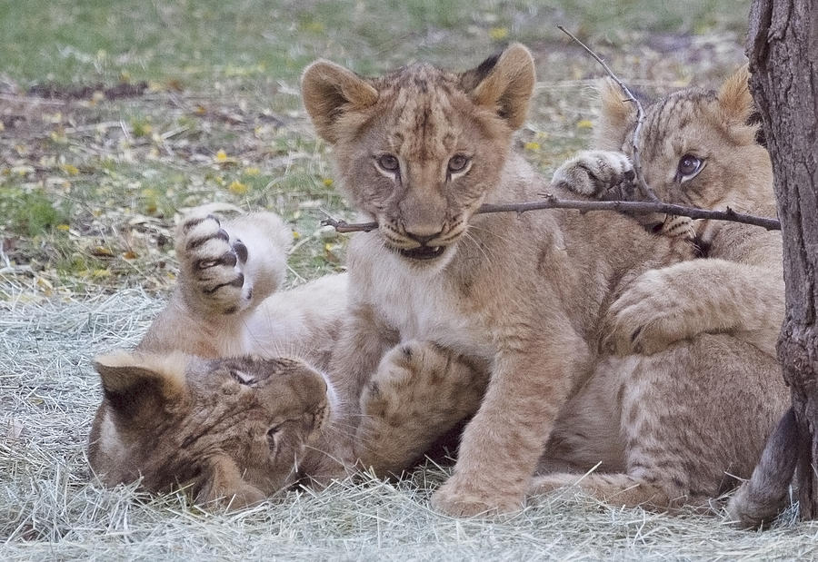 Playful lion cubs #1 Photograph by Elvira Butler
