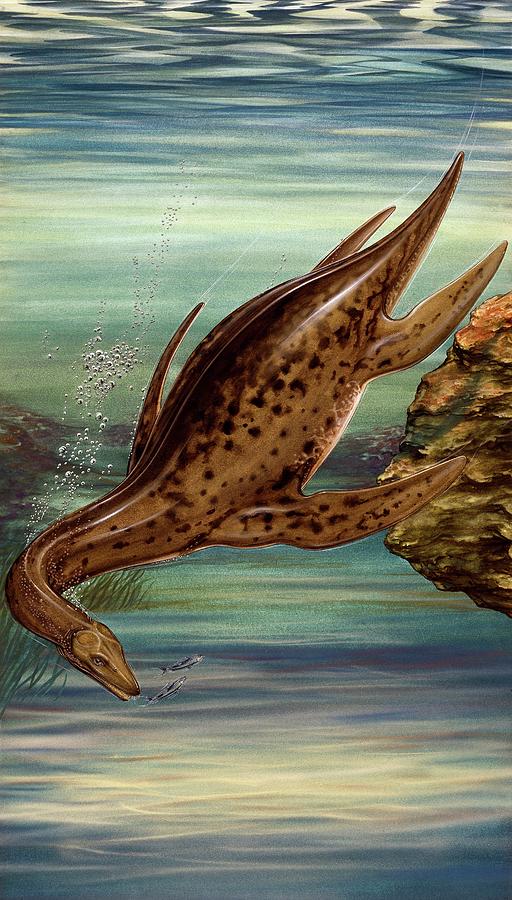 Plesiosaurus Marine Reptile Photograph by Natural History Museum, London/science Photo Library