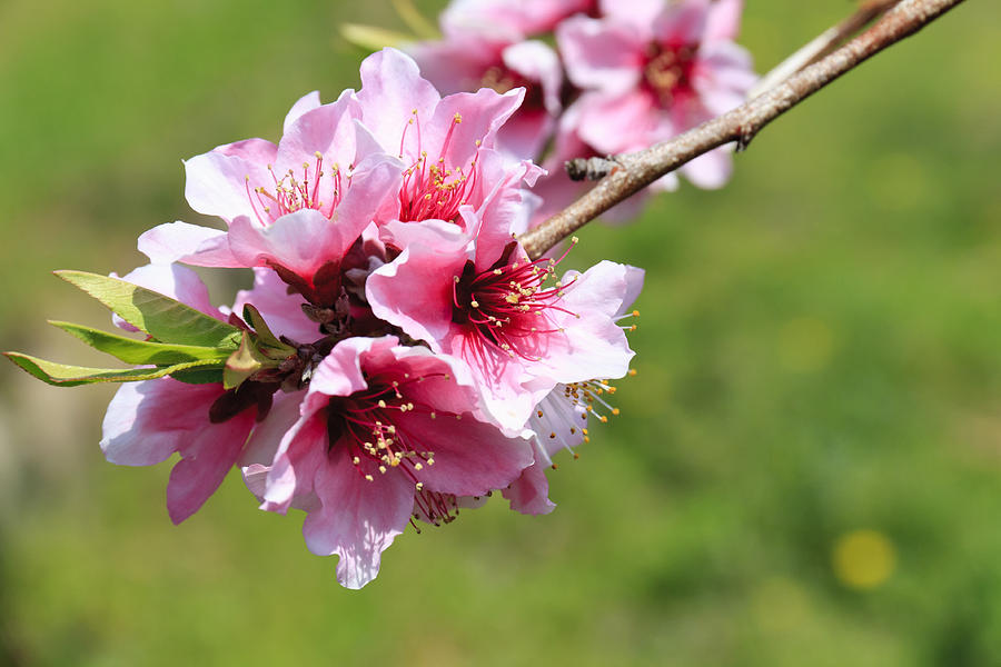 Flower Photograph - Plum blossom in springtime  #1 by Henry MM