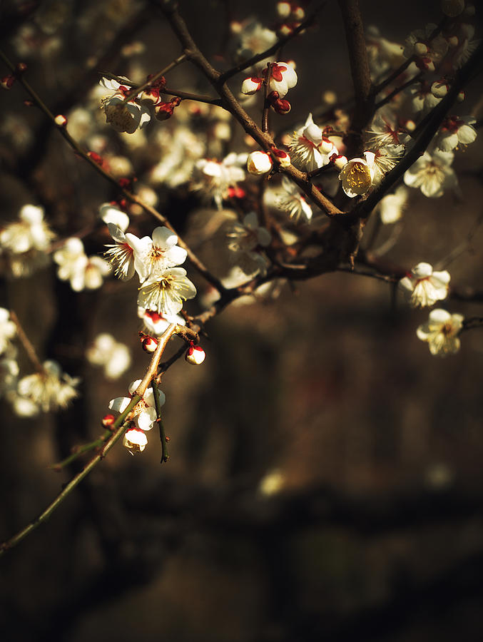 Plum Blossoms #1 Photograph by Yuka Kato