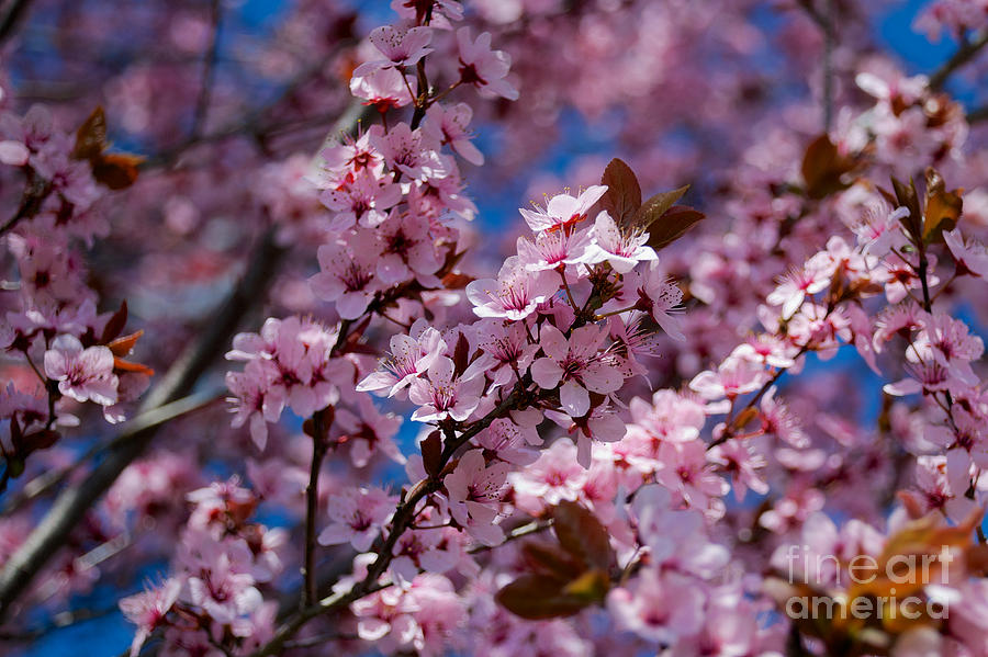 Plum Tree Flowers #1 Photograph by Mark Dodd